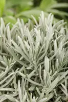 Lavandula (Lavendel) - afbeelding 1
