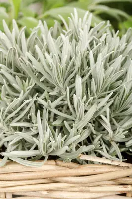 Lavandula (Lavendel) - afbeelding 20