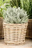 Lavandula (Lavendel) - afbeelding 17