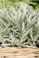 Lavandula (Lavendel) - afbeelding 20