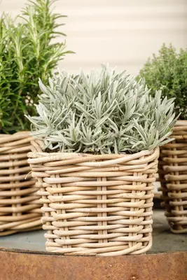 Lavandula (Lavendel) - afbeelding 9