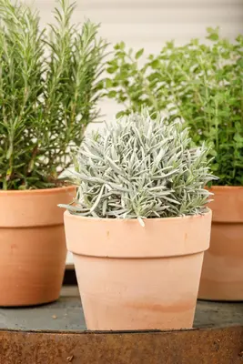 Lavandula (Lavendel) - afbeelding 10