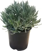Lavandula (Lavendel) - afbeelding 1
