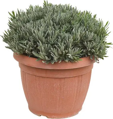 Lavandula (Lavendel) - afbeelding 1