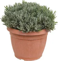 Lavandula (Lavendel) - afbeelding 1