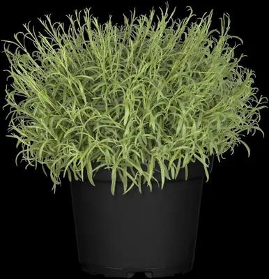 Lavandula (Lavendel) - afbeelding 22
