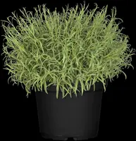 Lavandula (Lavendel) - afbeelding 22