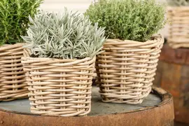 Lavandula (Lavendel) - afbeelding 11