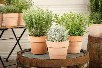 Lavandula (Lavendel) - afbeelding 16