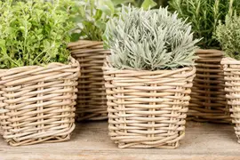 Lavandula (Lavendel) - afbeelding 6