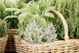Lavandula (Lavendel) - afbeelding 7