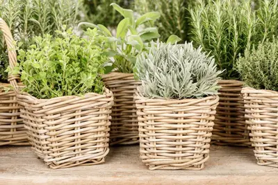 Lavandula (Lavendel) - afbeelding 7