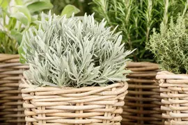 Lavandula (Lavendel) - afbeelding 9