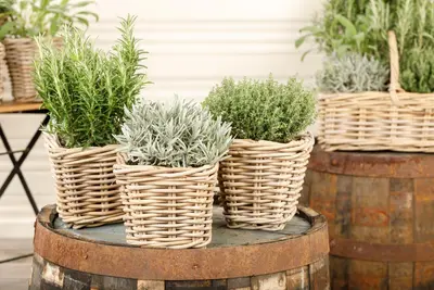 Lavandula (Lavendel) - afbeelding 14