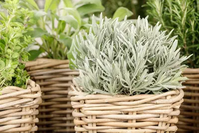 Lavandula (Lavendel) - afbeelding 15