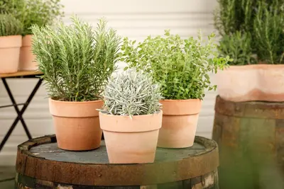 Lavandula (Lavendel) - afbeelding 22