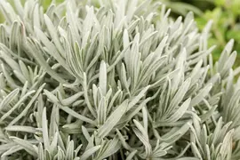 Lavandula (Lavendel) - afbeelding 2