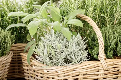 Lavandula (Lavendel) - afbeelding 6