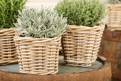 Lavandula (Lavendel) - afbeelding 11