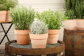 Lavandula (Lavendel) - afbeelding 18