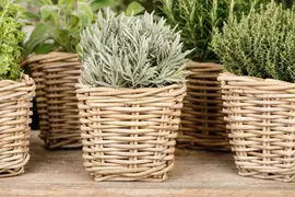 Lavandula (Lavendel) - afbeelding 3