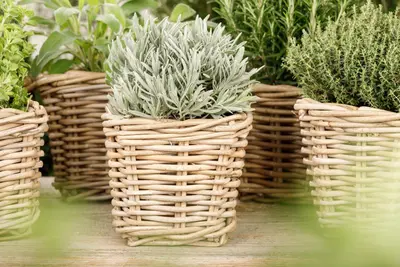 Lavandula (Lavendel) - afbeelding 4