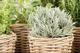 Lavandula (Lavendel) - afbeelding 14