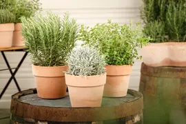 Lavandula (Lavendel) - afbeelding 21