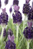 Lavandula stoechas 'Anouk' (Kuiflavendel 'Anouk') - afbeelding 1