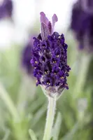 Lavandula stoechas 'Anouk' (Kuiflavendel 'Anouk') - afbeelding 2