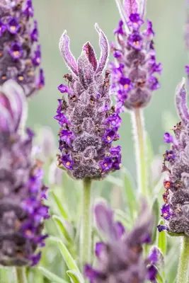 Lavandula stoechas 'Anouk' (Kuiflavendel 'Anouk') - afbeelding 7