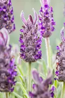 Lavandula stoechas 'Anouk' (Kuiflavendel 'Anouk') - afbeelding 7