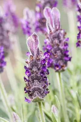 Lavandula stoechas 'Anouk' (Kuiflavendel 'Anouk') - afbeelding 8