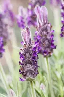 Lavandula stoechas 'Anouk' (Kuiflavendel 'Anouk') - afbeelding 8
