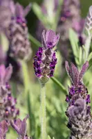 Lavandula stoechas 'Anouk' (Kuiflavendel 'Anouk') - afbeelding 10