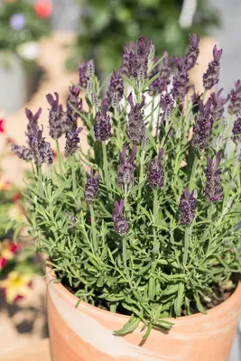 Lavandula stoechas 'Anouk' (Kuiflavendel 'Anouk') - afbeelding 12