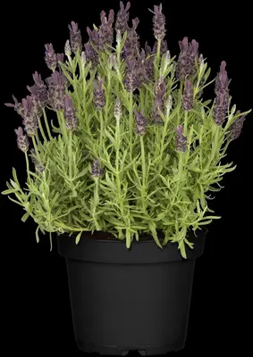 Lavandula stoechas 'Anouk' (Kuiflavendel 'Anouk') - afbeelding 13