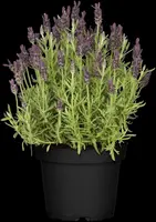 Lavandula stoechas 'Anouk' (Kuiflavendel 'Anouk') - afbeelding 13