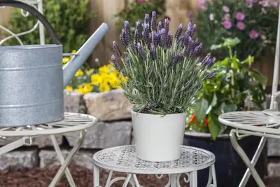 Lavandula stoechas 'Anouk' (Kuiflavendel 'Anouk') - afbeelding 3