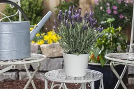 Lavandula stoechas 'Anouk' (Kuiflavendel 'Anouk') - afbeelding 3