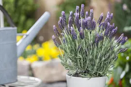 Lavandula stoechas 'Anouk' (Kuiflavendel 'Anouk') - afbeelding 4