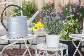 Lavandula stoechas 'Anouk' (Kuiflavendel 'Anouk') - afbeelding 5