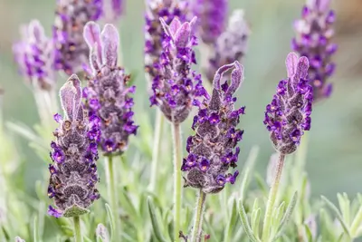 Lavandula stoechas 'Anouk' (Kuiflavendel 'Anouk') - afbeelding 6