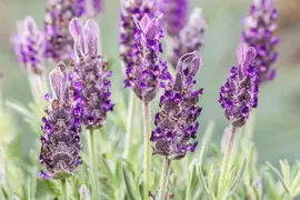 Lavandula stoechas 'Anouk' (Kuiflavendel 'Anouk') - afbeelding 6