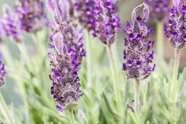 Lavandula stoechas 'Anouk' (Kuiflavendel 'Anouk') - afbeelding 9