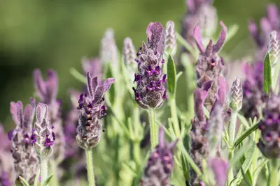 Lavandula stoechas 'Anouk' (Kuiflavendel 'Anouk') - afbeelding 11