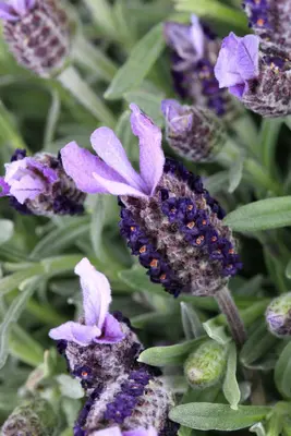 Lavandula stoechas (Kuiflavendel) - afbeelding 2