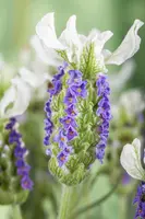 Lavandula stoechas (Kuiflavendel) - afbeelding 4