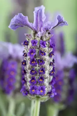 Lavandula stoechas (Kuiflavendel) - afbeelding 5