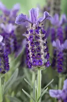 Lavandula stoechas (Kuiflavendel) - afbeelding 6